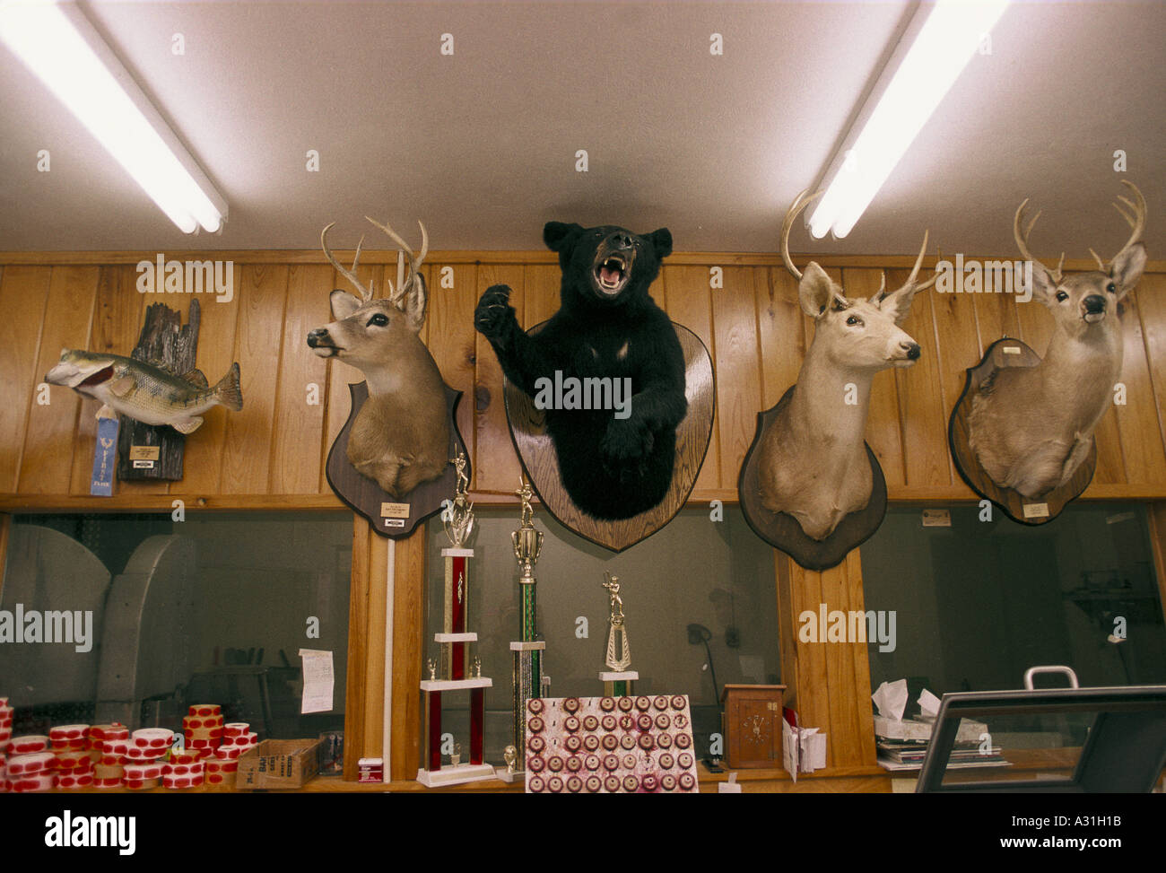 Real stuffed store animal heads