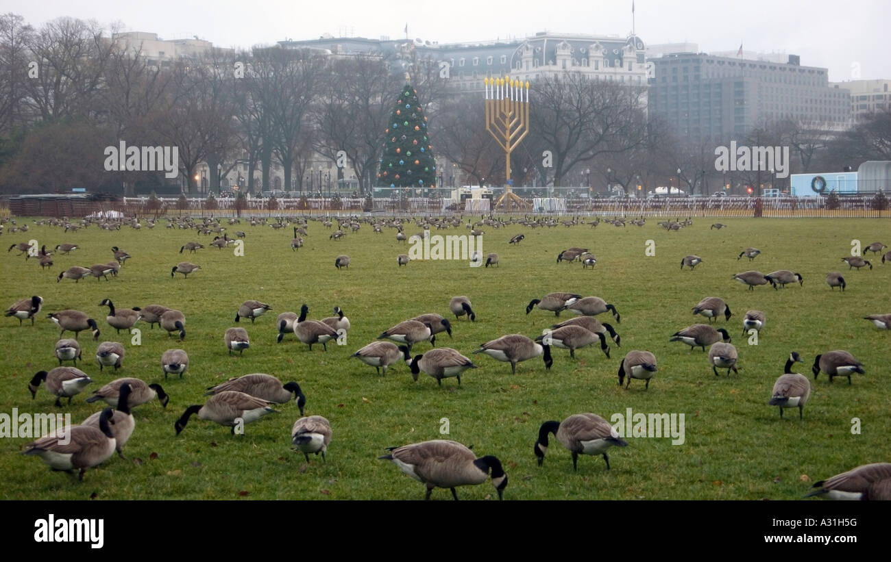 Canadian geese having breakfast on the South Lawn of the White House Washington  DC USA Stock Photo - Alamy