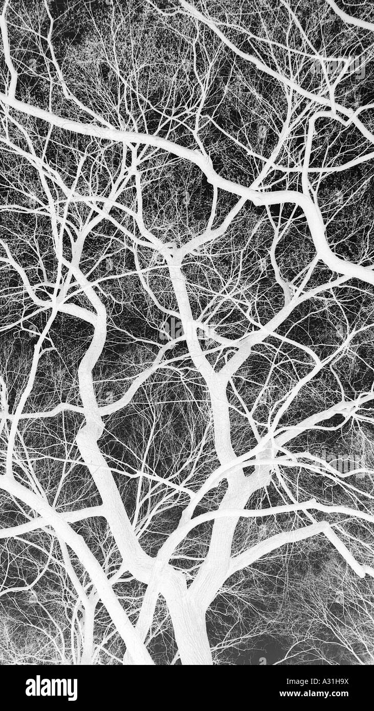 Negative silhouette of bare trees against a black sky Stock Photo - Alamy