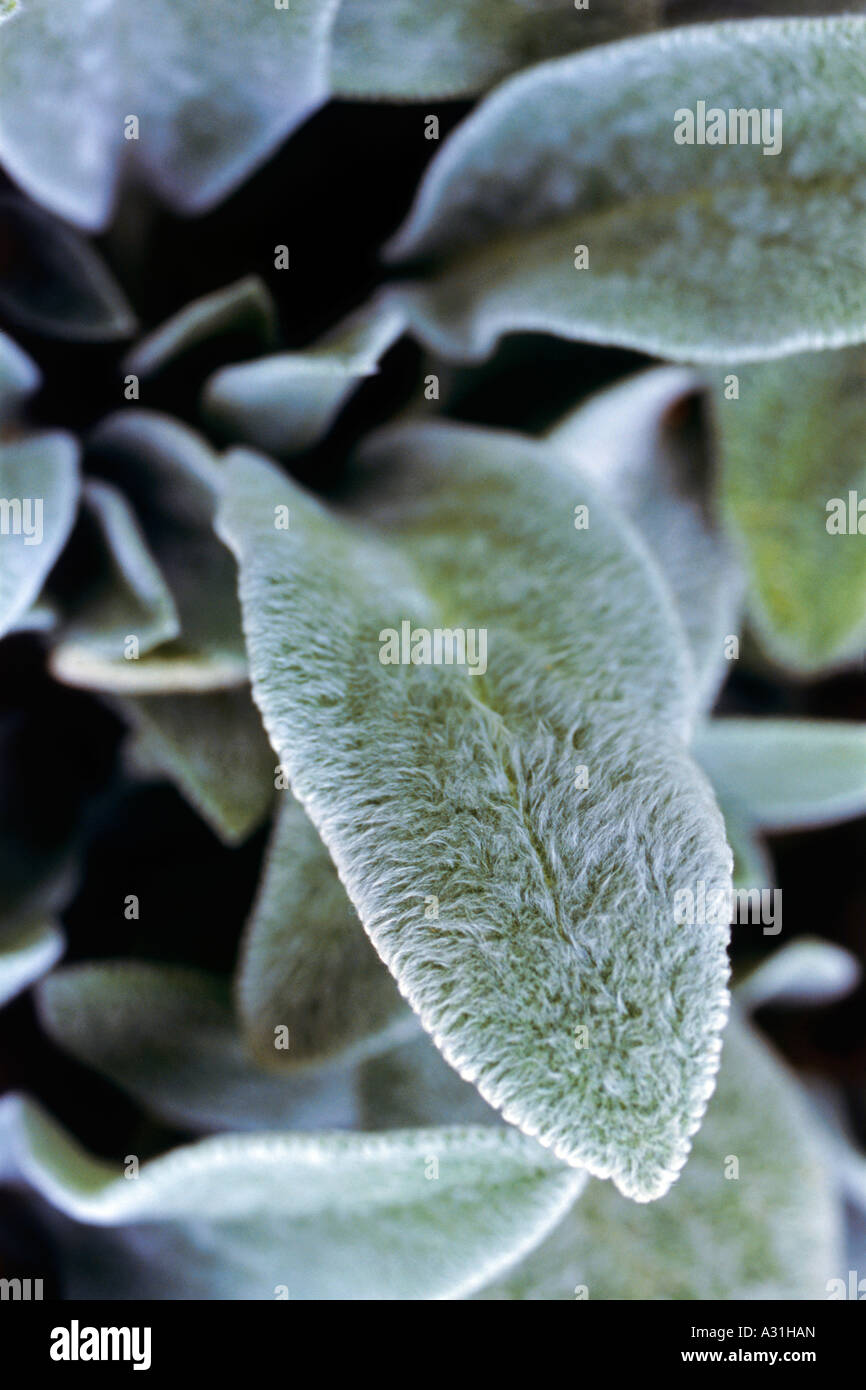 feeling cute might die later plant pot Plant Marker main image 0