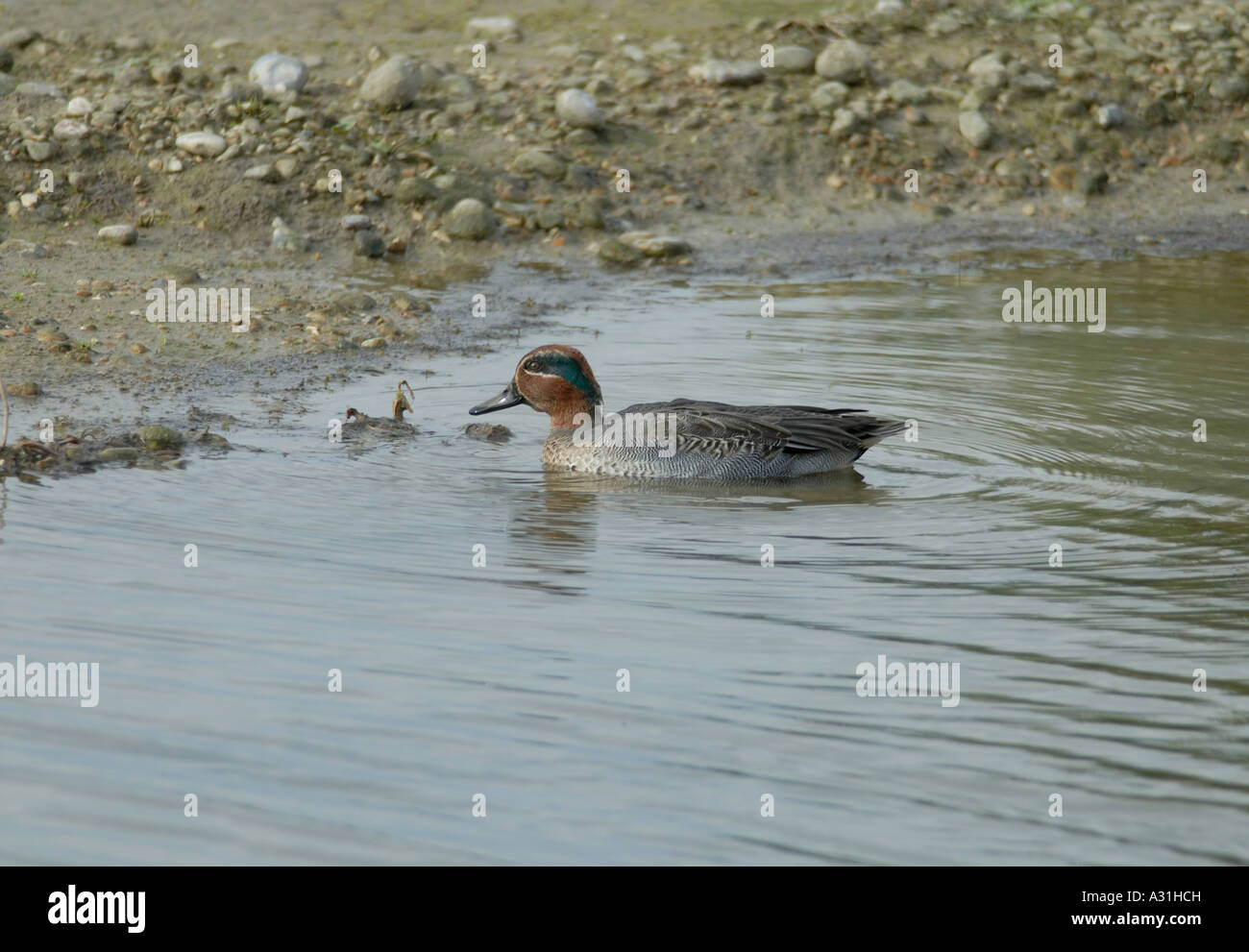Male drake Teal Anas crecca swimming on the gravel pits at Dungeness Stock Photo
