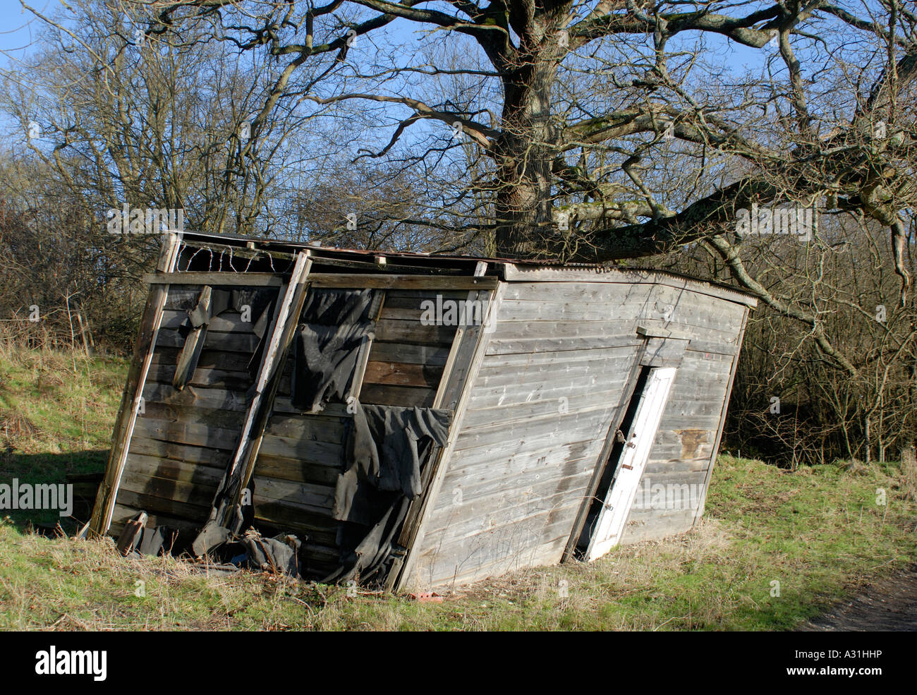 A tumbledown wooden shed by an oak tree leans dangerously at the side of a field Stock Photo