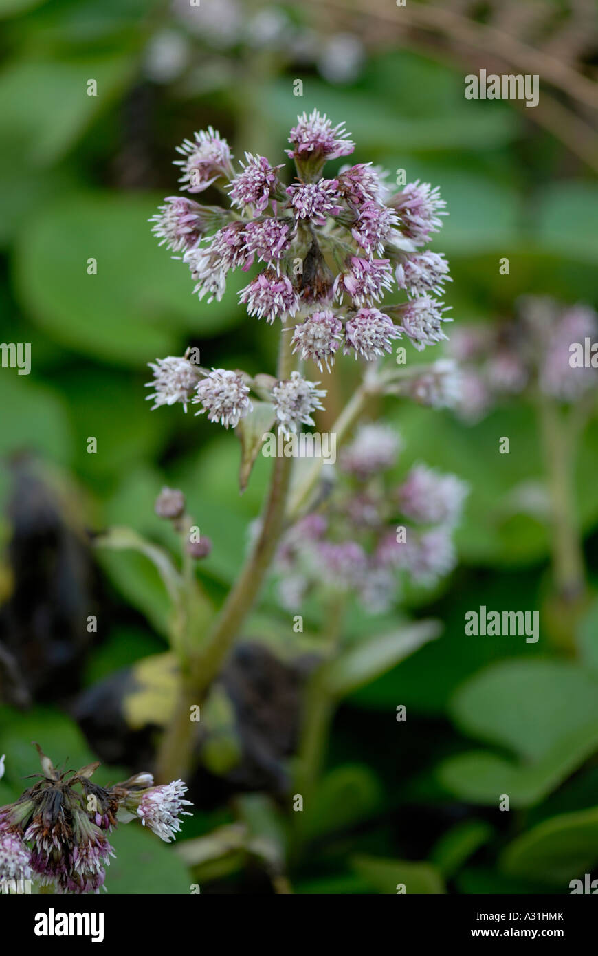 Racemes flower heads of the lilac vanilla scented flowers of the winter flowering Winter Heliotrope Petasites fragrans Stock Photo