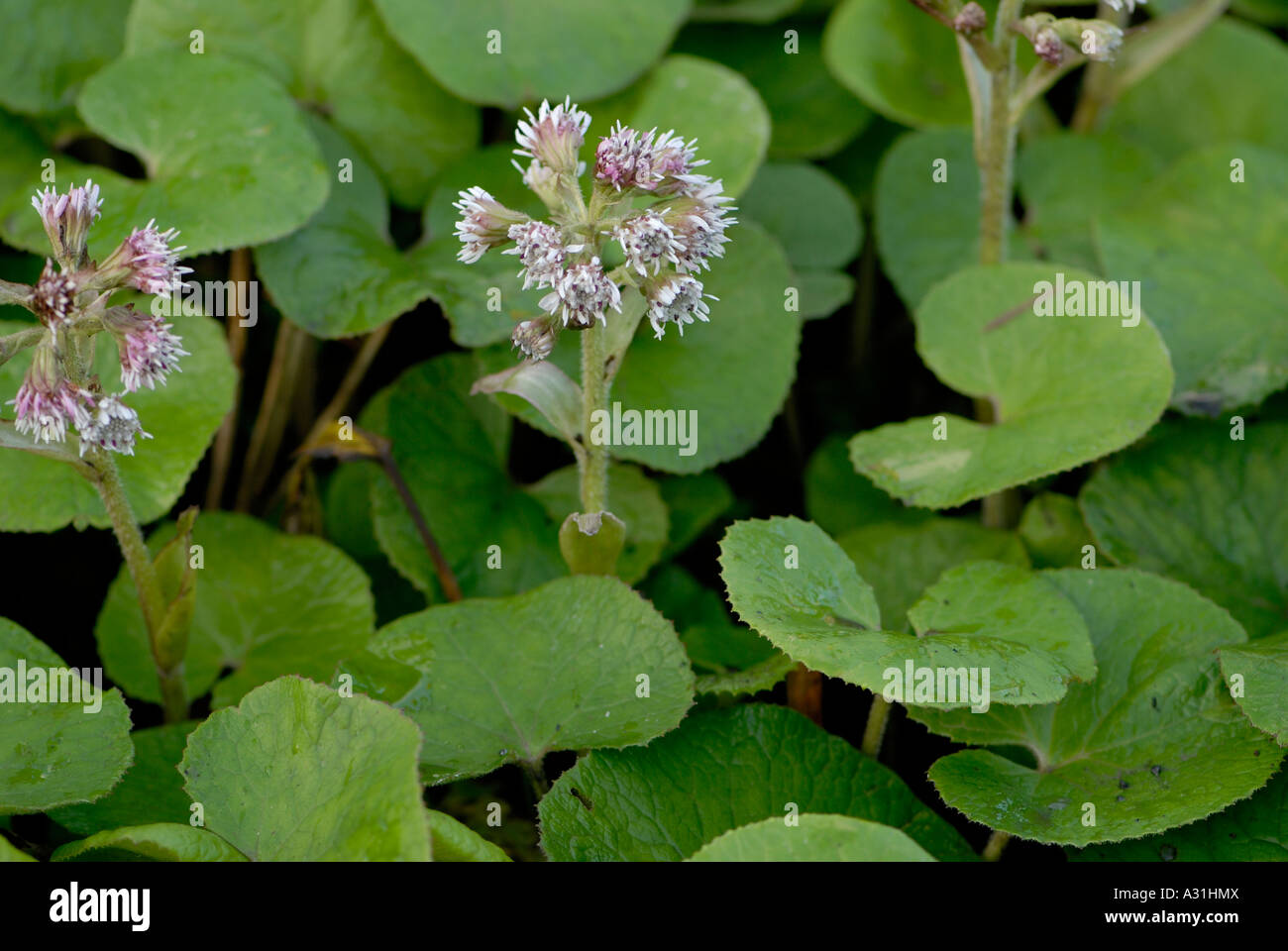 Lilac vanilla scented flowers of the winter flowering Winter Heliotrope Petasites fragrans Stock Photo