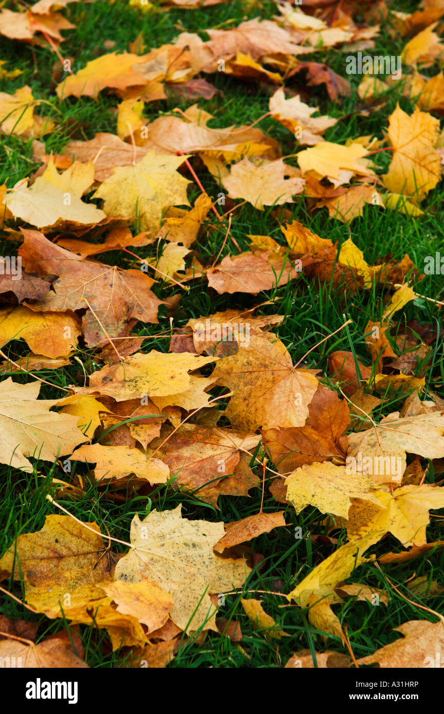Tree life changing leaves color hi-res stock photography and images - Alamy