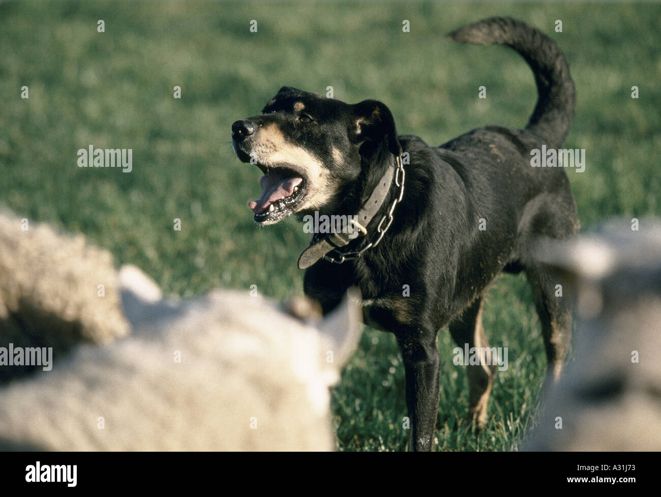 a working black and white sheep dog wears a thick leather collar and chain and is barking at sheep in a field 1997 Stock Photo