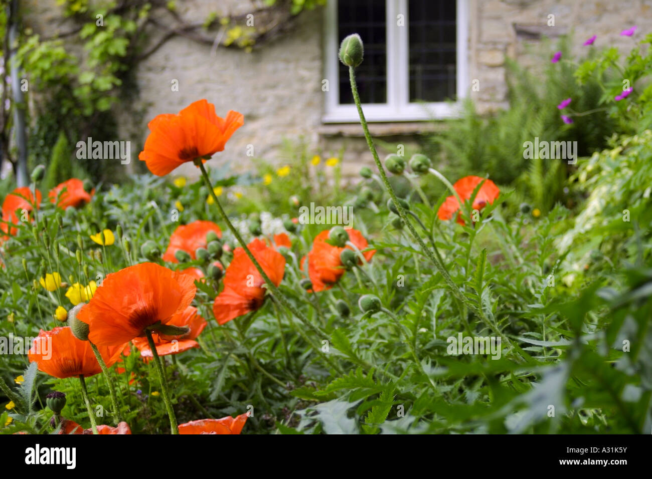 Clump of red poppy flowers Stock Photo