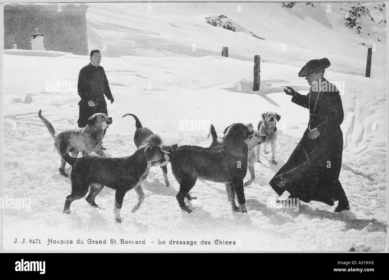Training St Bernards Stock Photo Alamy