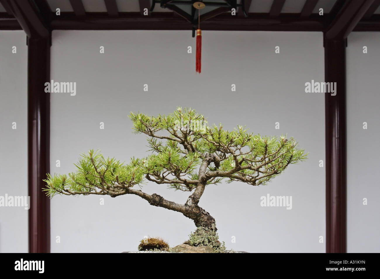 Bonsai tree, Dr. Sun Yat-Sen Classical Chinese Garden, Vancouver, Canada  Stock Photo - Alamy