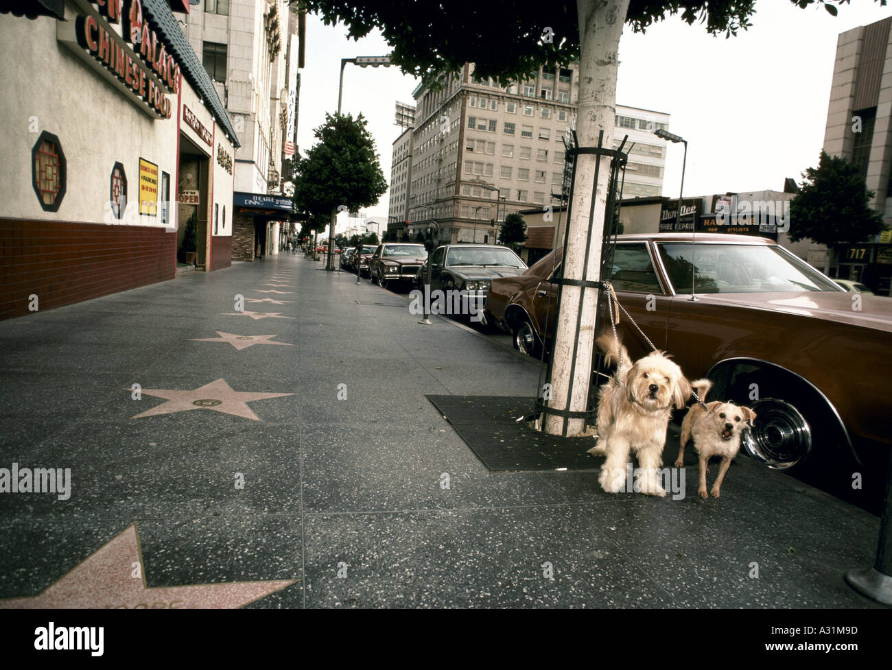 dogs tied to tree on the hollywood walk of fame los angeles Stock Photo