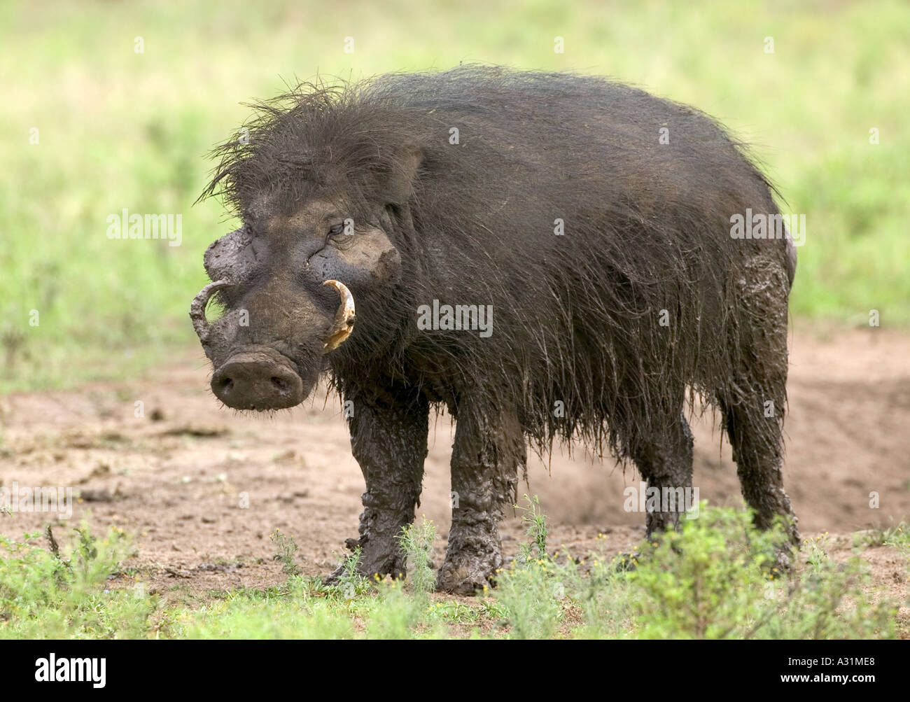 GIANT FOREST HOG Hylochoerus meinertzhageni Stock Photo Alamy