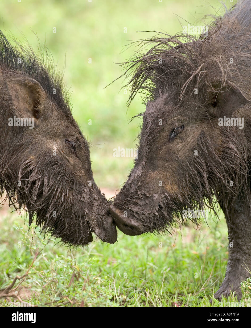 hylochoerus-meinertzhageni-hi-res-stock-photography-and-images-alamy