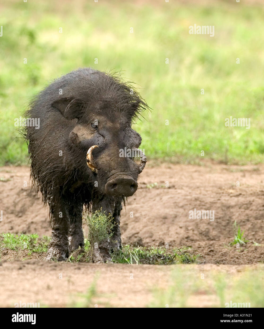 Male giant forest hog hires stock photography and images Alamy