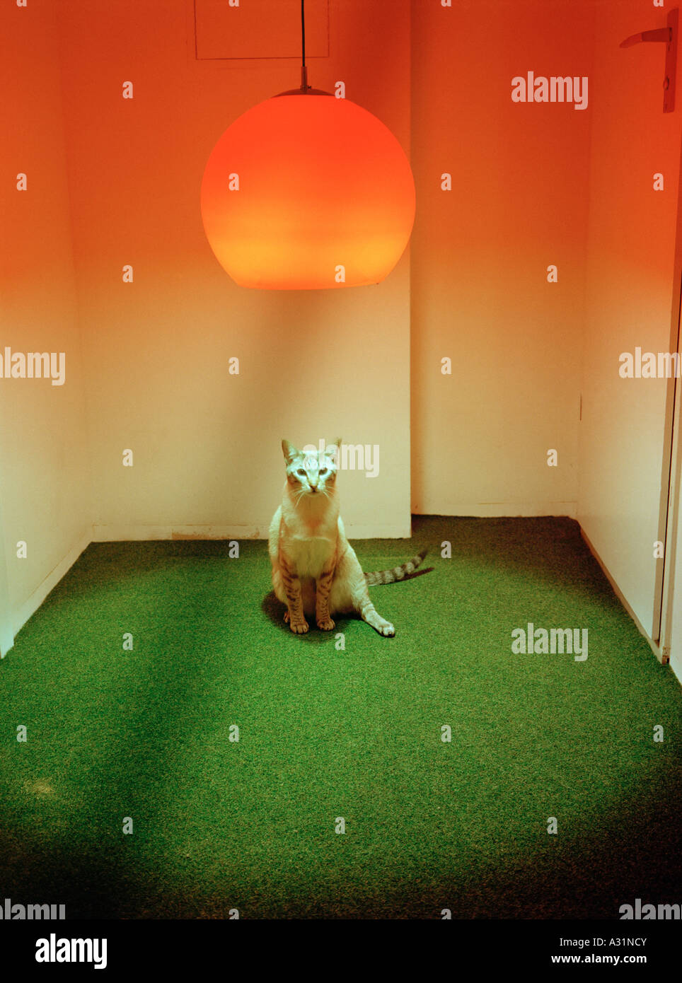 Cat under the lamp hires stock photography and images Alamy