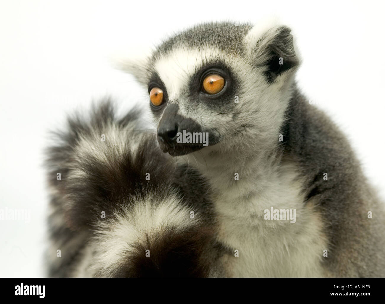 RING TAILED LEMUR Lemur catta Stock Photo