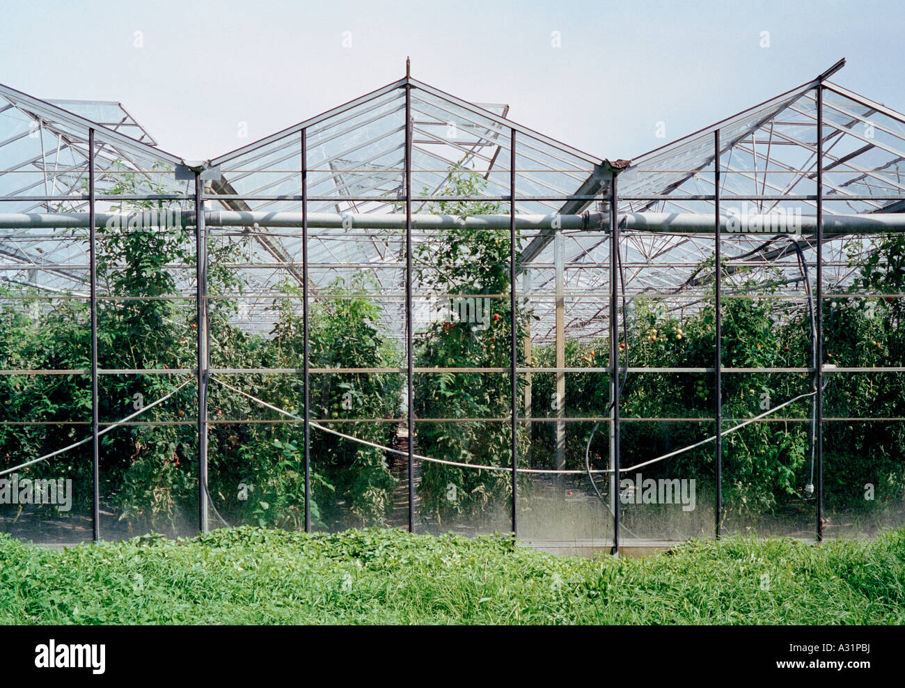 Crops growing inside a greenhouse Stock Photo