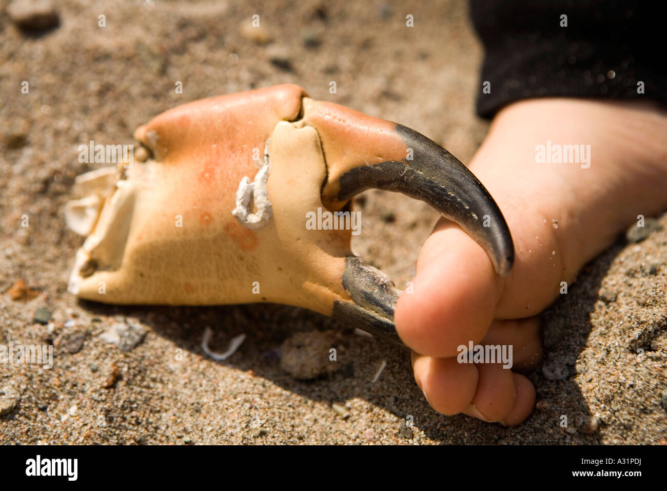 Crab claw pinching human foot Stock Photo Alamy