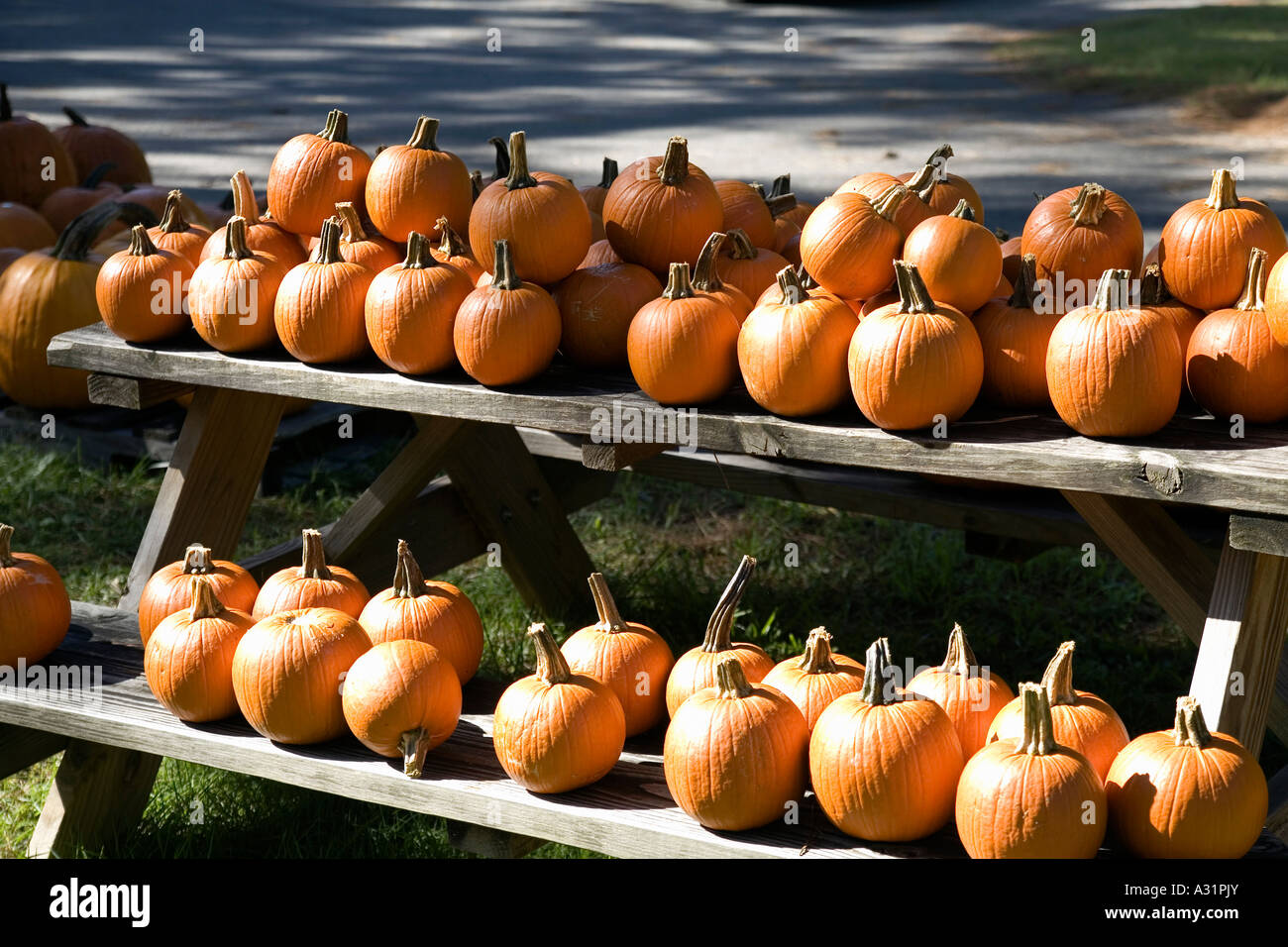 Row orange pumpkins outdoors on hi-res stock photography and images - Alamy
