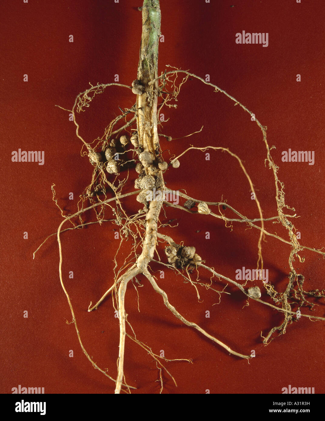 soybean-root-nodules-containing-nitrogen-fixing-bacteria-1-2x-studio