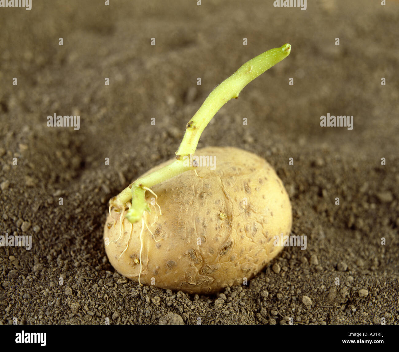 SEED POTATO WITH SPROUTS AND ROOTS / STUDIO SOLANUM TUBEROSUM Stock