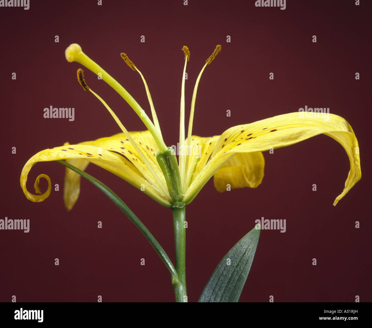 FLOWER PARTS ON LILY (LILIUM SP.) SHOWS PISTIL, STIGMA, STYLE, OVARY AND IMMATURE OVULES / STUDIO Stock Photo