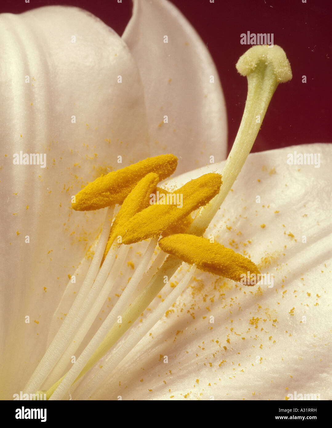 EASTER LILY; JAPANESE EASTER LILY; TRUMPET LILY; LONGTUBED WHITE LILY
