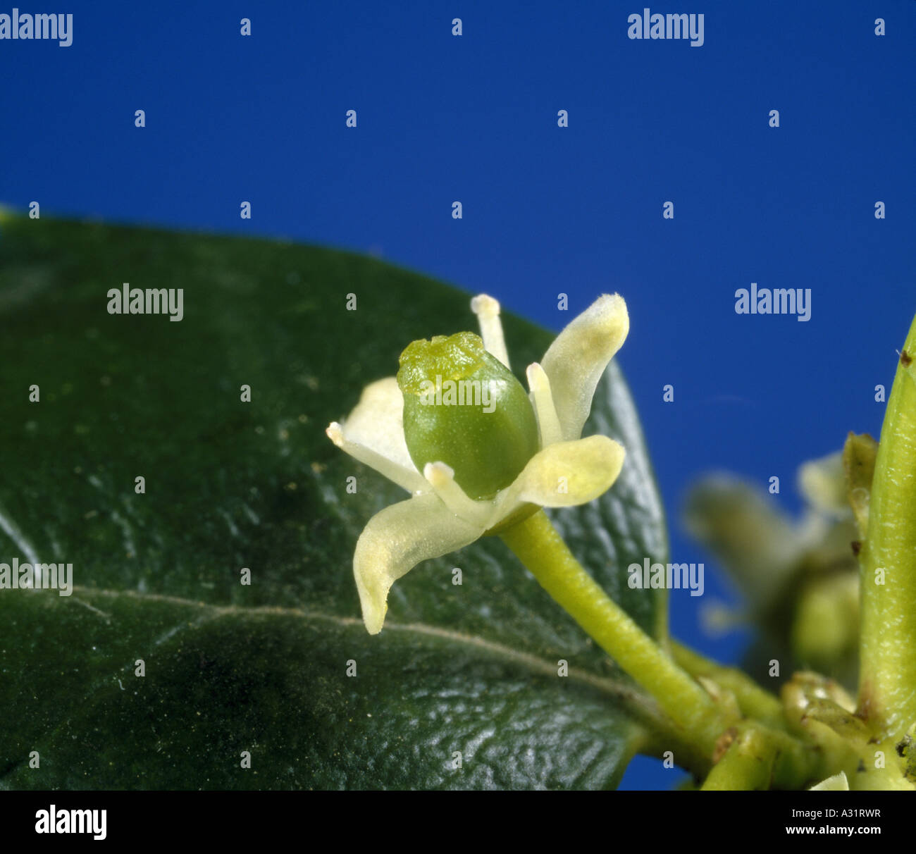 HOLLY FLOWER (ILEX SP.) PISTILATE FLOWER (FEMALE) AN EXAMPLE OF A DIOECIOUS PLANT Stock Photo