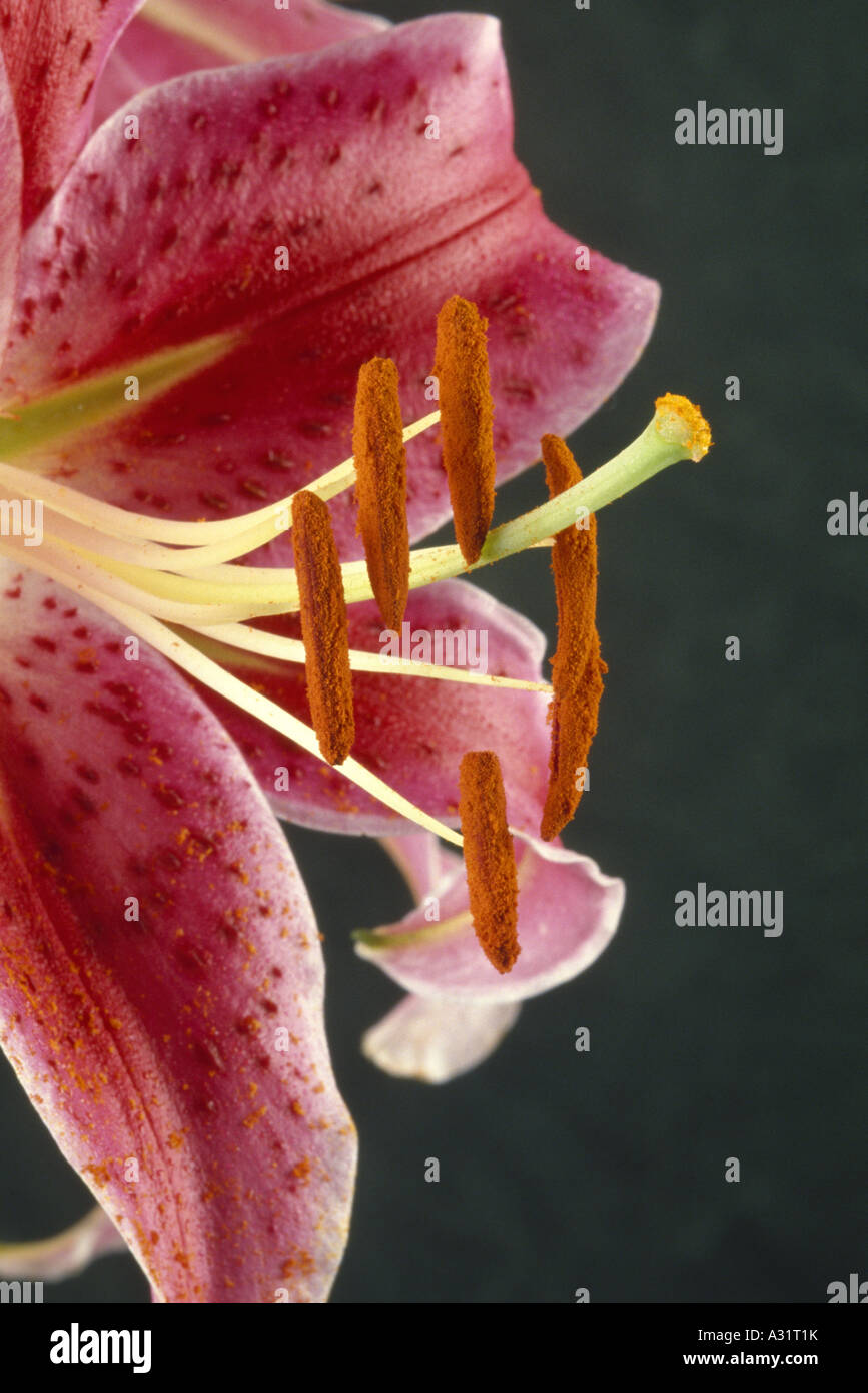 LILY 'STAR GAZER' (LILIUM SP) SHOWING PISTIL AND STAMEN WITH POLLEN IN STIGMA AND PETALS / STUDIO Stock Photo