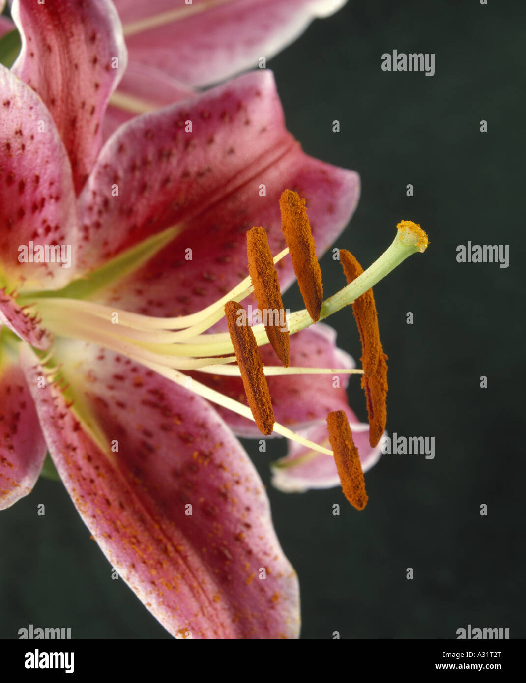 LILY 'STAR GAZER' (LILIUM SP) SHOWING PISTIL AND STAMEN WITH POLLEN IN STIGMA AND PETALS / STUDIO Stock Photo