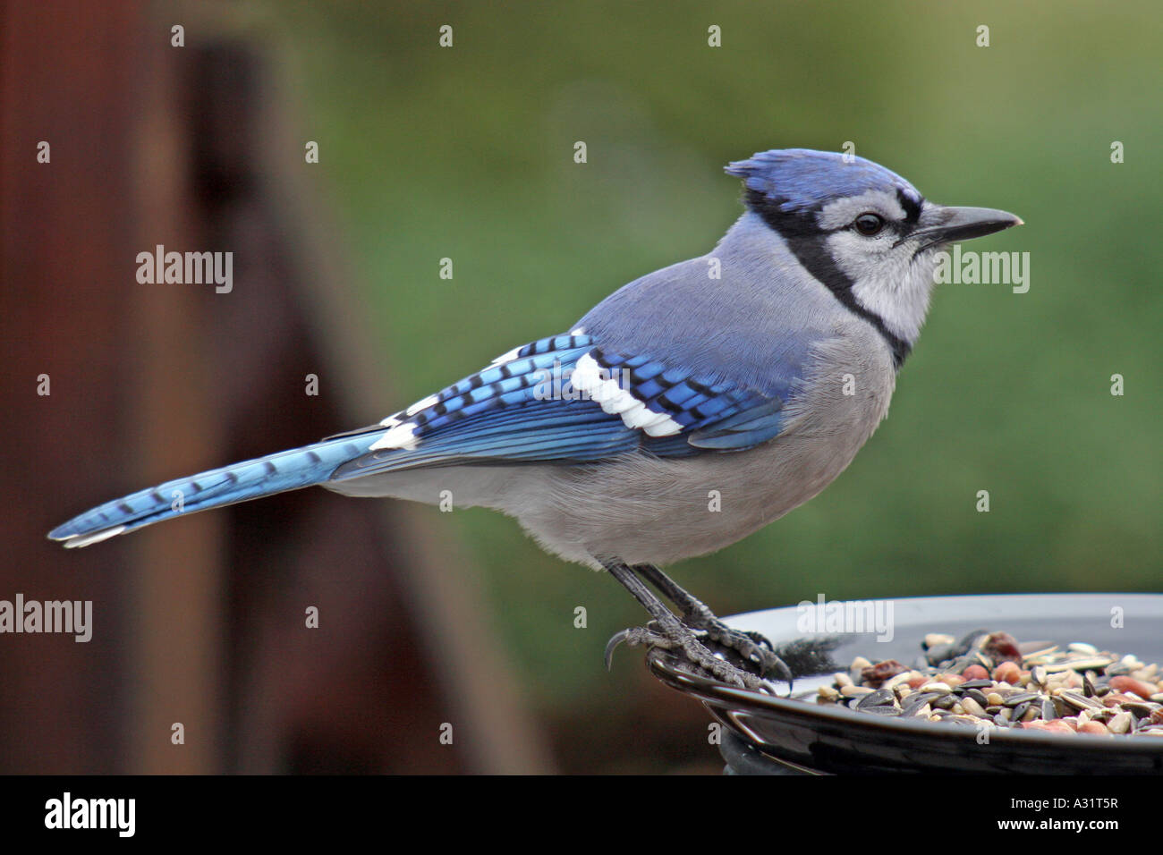 Blue Jay in profile at feeding plate Stock Photo