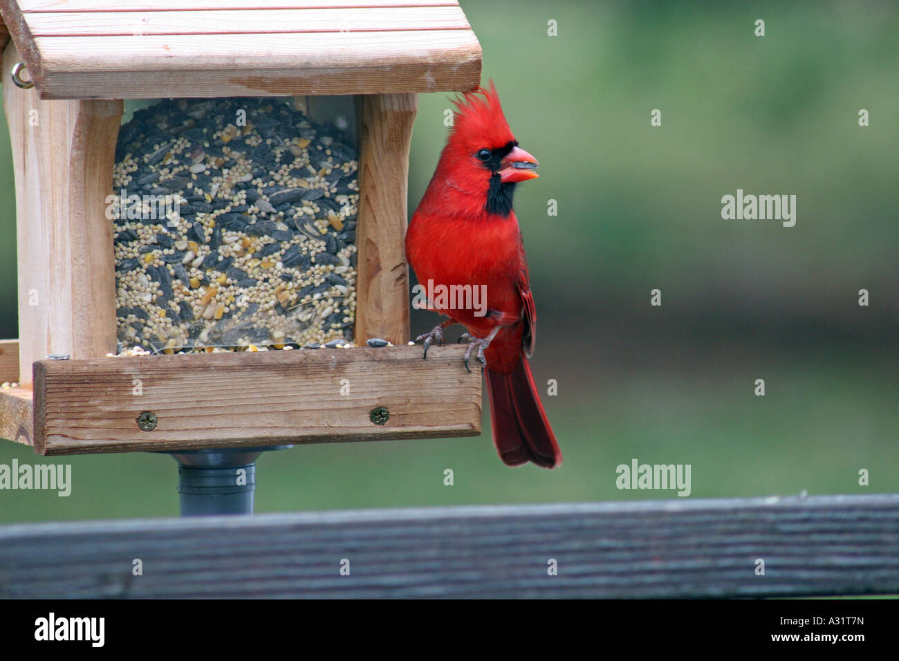 Northern Cardinal Male At Hopper Bird Feeder With Seed In Mouth