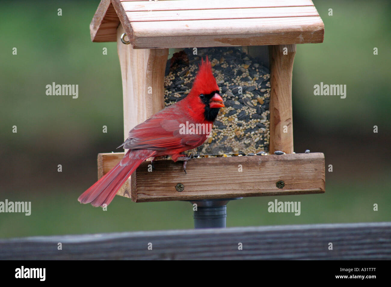 Northern Cardinal male at hopper bird feeder Stock Photo