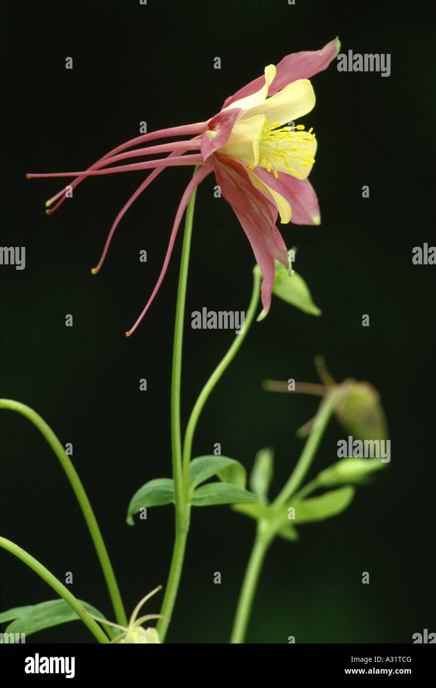 Nectar spur hires stock photography and images Alamy