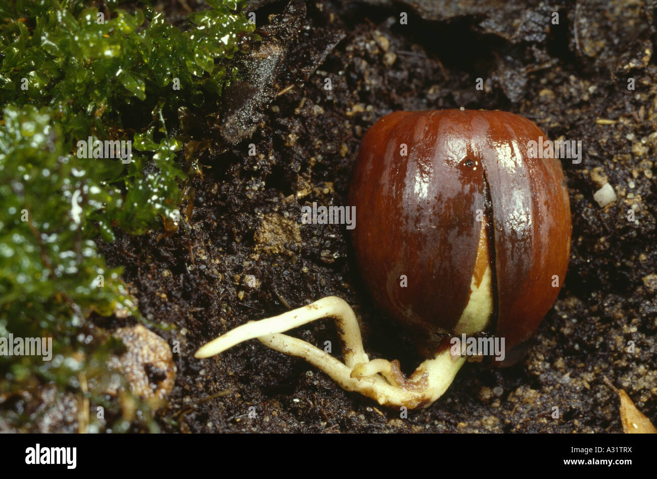 RED OAK (QUERCUS RUBRA) ACORN GERMINATION Stock Photo Alamy