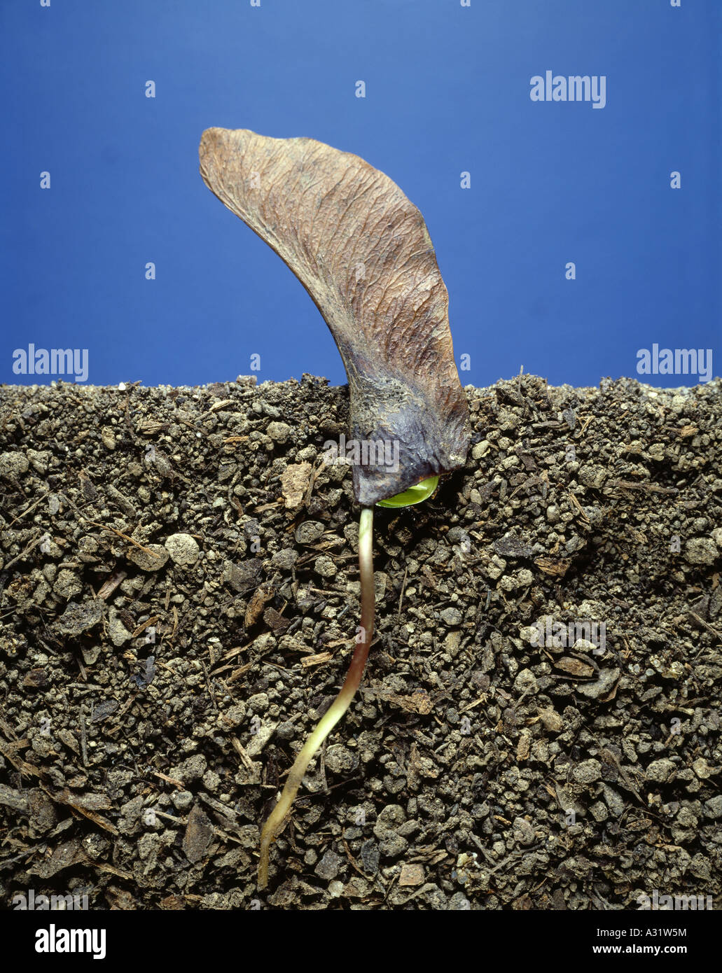 MAPLE SEED (ACER SP.) GERMINATING / NOTE TYPICAL WINGED SEED COAT Stock