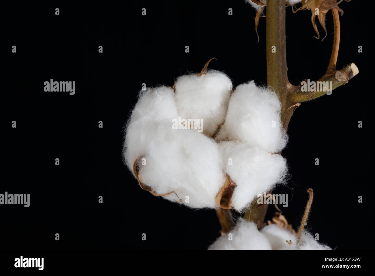 Close up of a cotton boll plant Stock Photo - Alamy