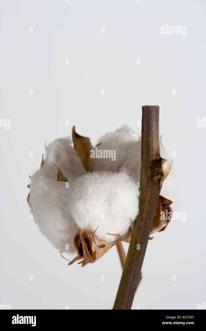 Close up of cotton boll plant Stock Photo - Alamy