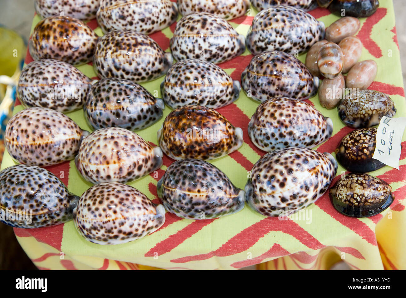Cowrie shells Stock Photo