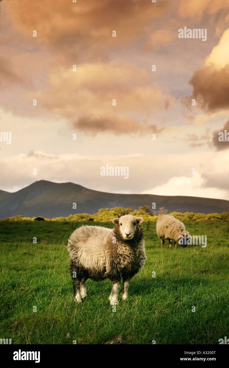 herdwick sheep grazing in the lake district Stock Photo - Alamy