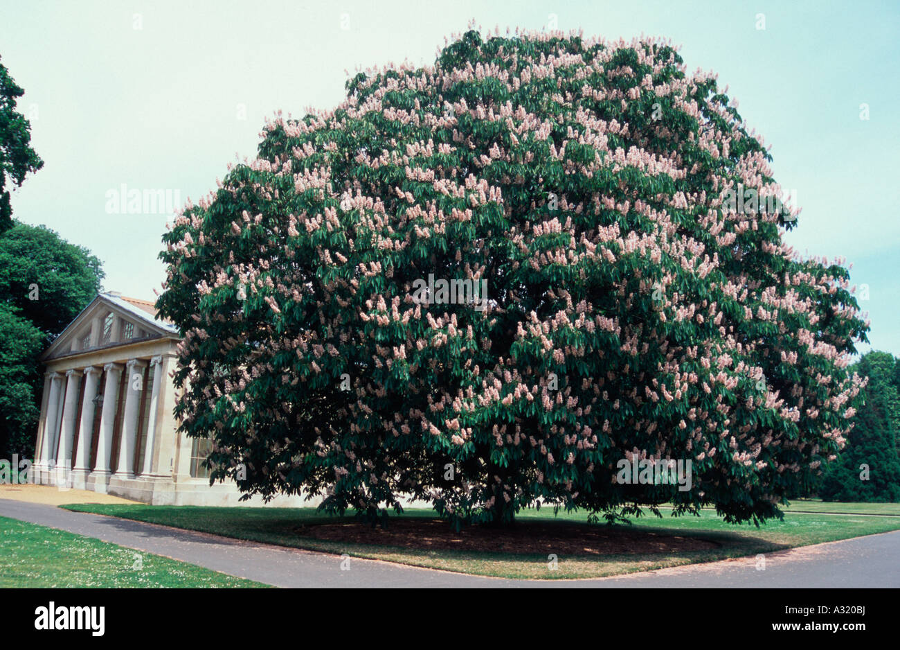 Indian Horse Chestnut Tree, Aesculus Indica, Sydney Pearce, Kew Gardens