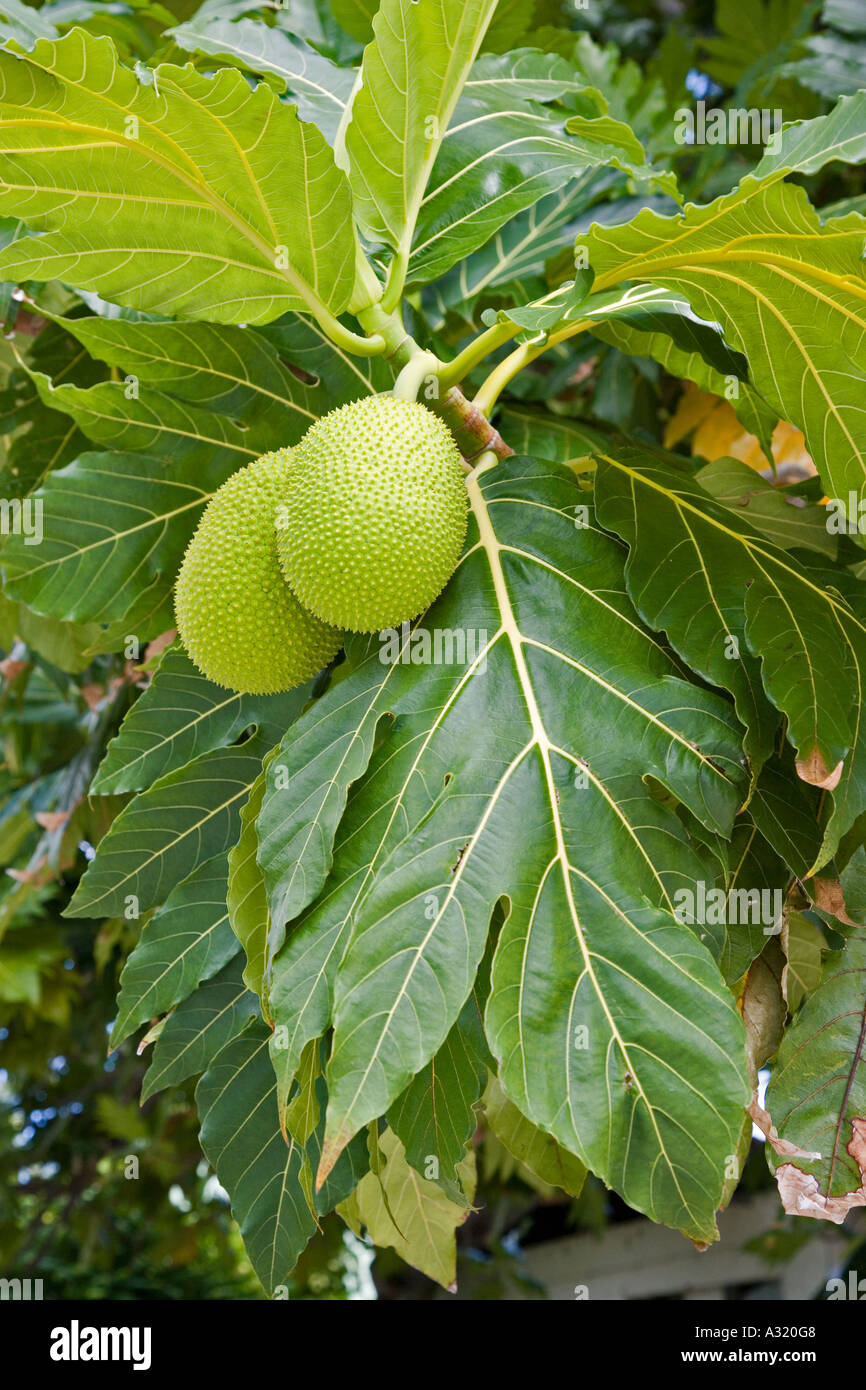 Breadfruit Stock Photo