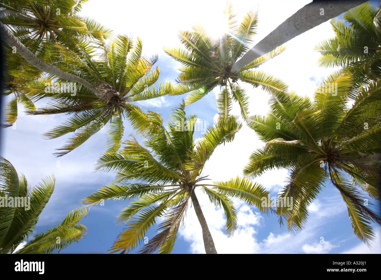 Coconut palm trees Stock Photo