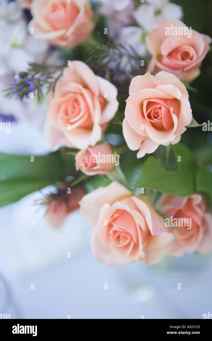 Bouquet of prink roses Stock Photo