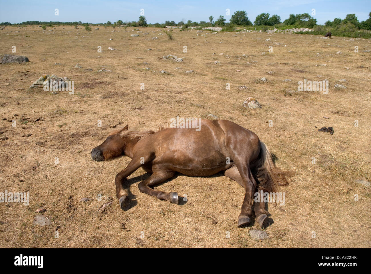 Exhausted Horse High Resolution Stock Photography and Images Alamy