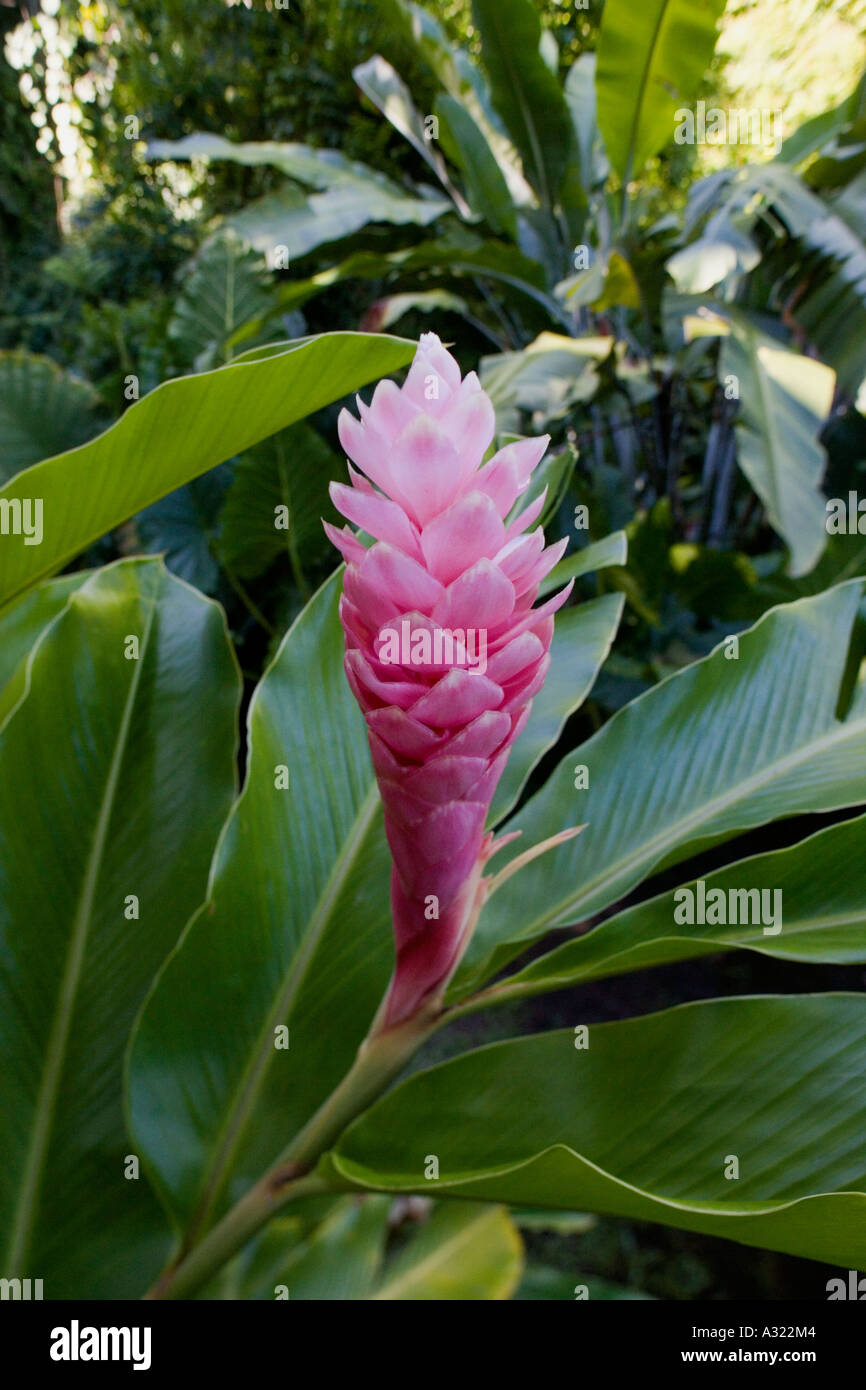 Pink Ginger Heliconia Chartacea Hawaii USA Stock Photo Alamy