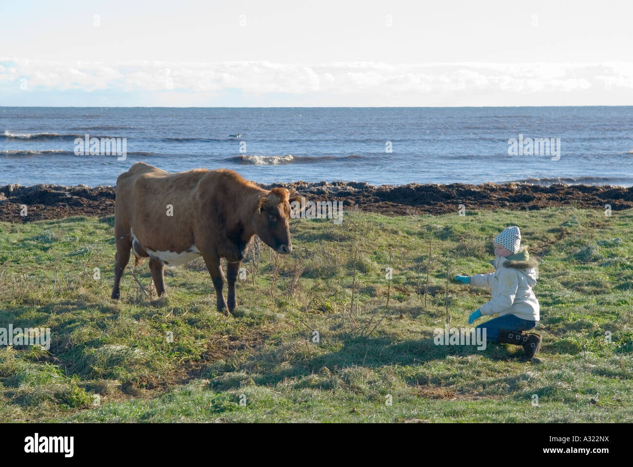 Girl with cow at the Baltic sea Stock Photo - Alamy