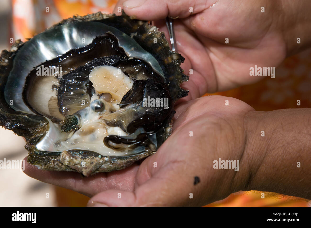 Balck pearl in oyster Stock Photo