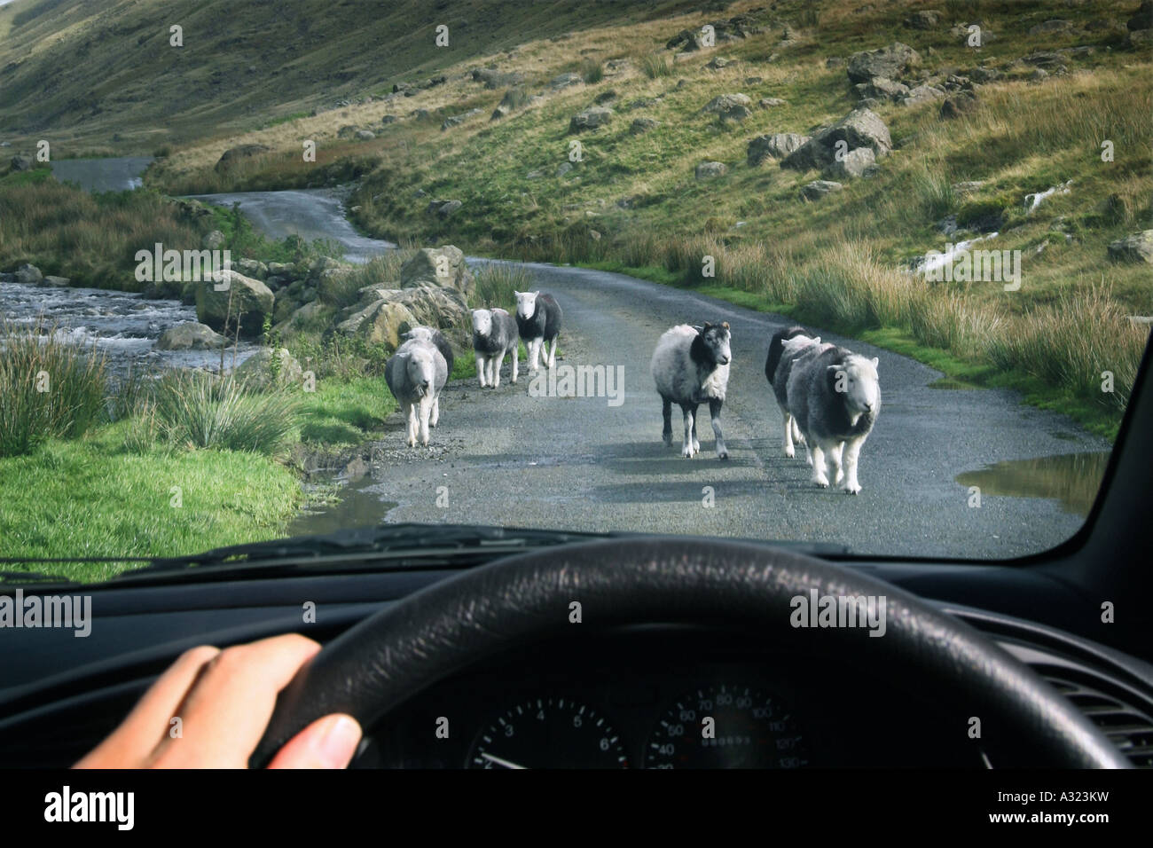 a road being blocked by sheep Stock Photo