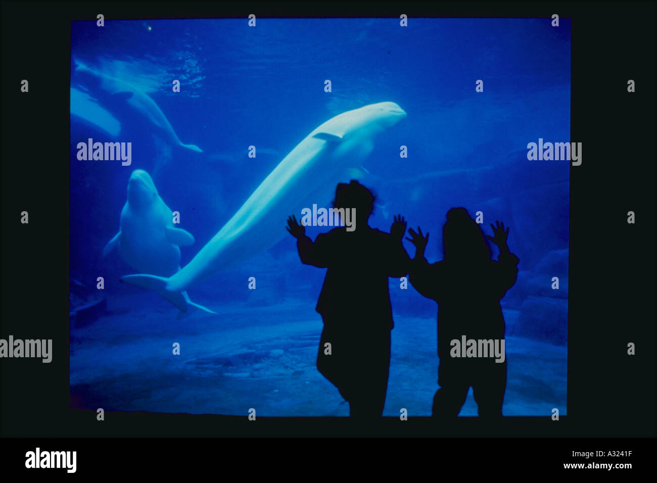 Silhouette of children watching Beluga Whales in captivity Stock Photo