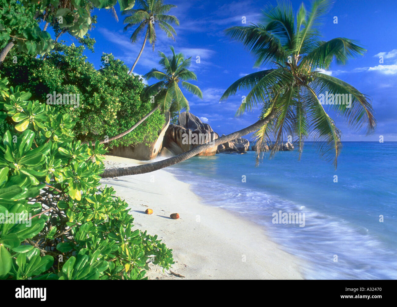 Palm tree growing out of the sandy beach hi-res stock photography and ...